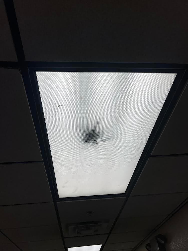 Say Goodbye to Creepy Crawlies in Your Lights image